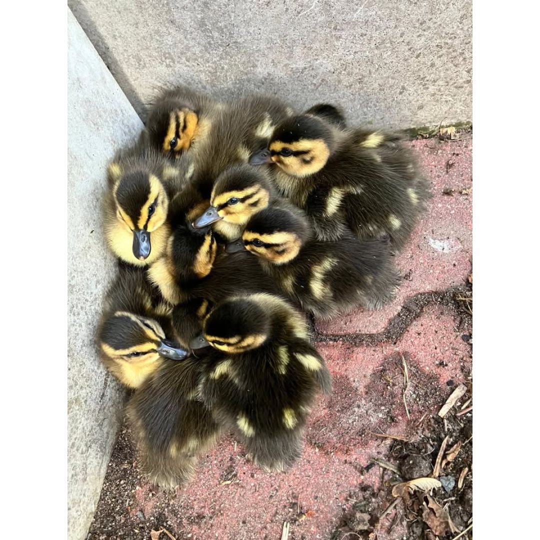 Heiko Wersig für Boderitz, Cunnersdorf, Welschhufe,Börnchen, Possendorf, Wilmsdorf,Hänichen, Rippien,Goppeln, Golberode, Gaustritz